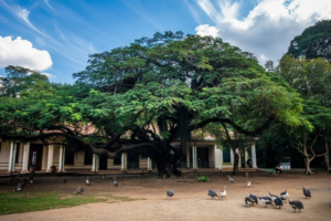 Grande árvore de copa larga em frente a um casarão colonial, com galinhas-d'angola no pátio de terra