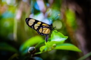 Borboleta de asas amarelas e pretas pousada sobre uma folha verde em meio à vegetação