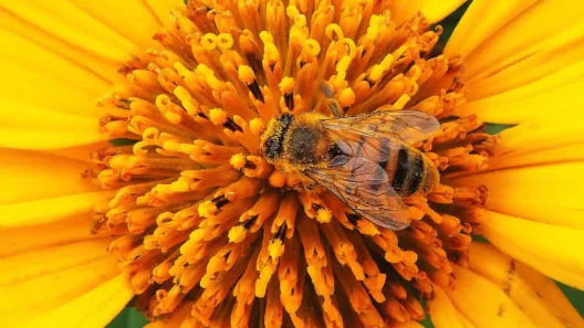 Abelha coberta de pólen no centro de uma flor amarela