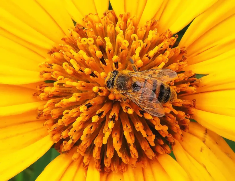 Abelha coberta de pólen no centro de uma flor amarela