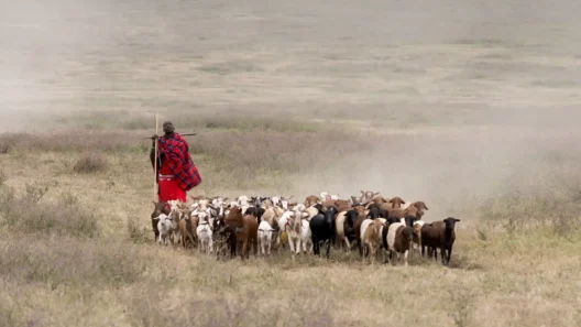 Homem Maasai com vestes vermelhas tradicionais pastoreia um rebanho de cabras e ovelhas em uma savana empoeirada