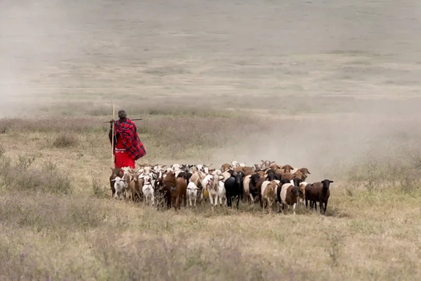 Homem Maasai com vestes vermelhas tradicionais pastoreia um rebanho de cabras e ovelhas em uma savana empoeirada