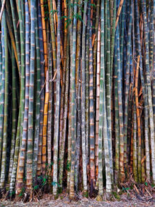 Denso agrupamento de colmos de bambu verticais em tons de verde, amarelo e marrom