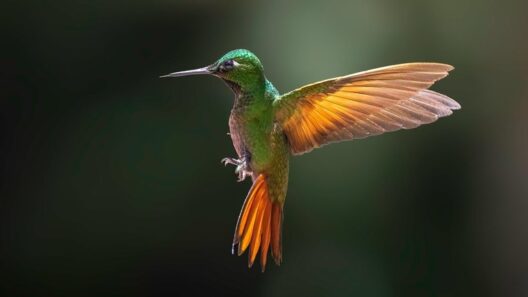 Beija-flor verde com asas e cauda alaranjadas em pleno voo