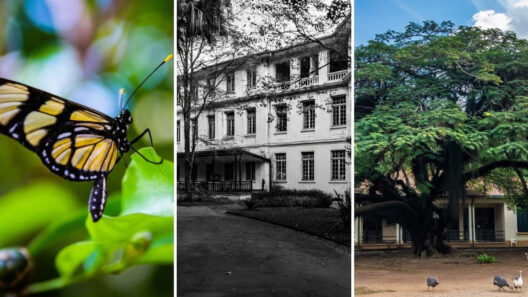 Colagem com borboleta em uma folha, fachada de prédio antigo em preto e branco e árvore frondosa com galinhas-d'angola