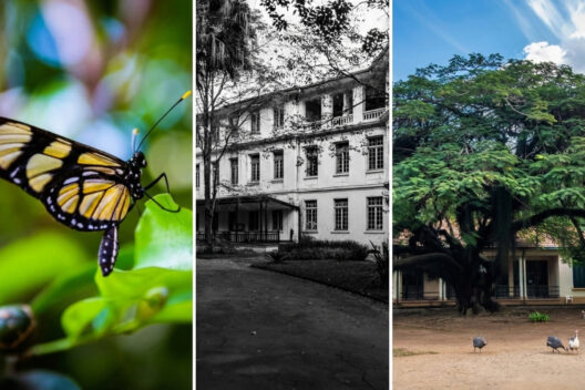 Colagem com borboleta em uma folha, fachada de prédio antigo em preto e branco e árvore frondosa com galinhas-d'angola