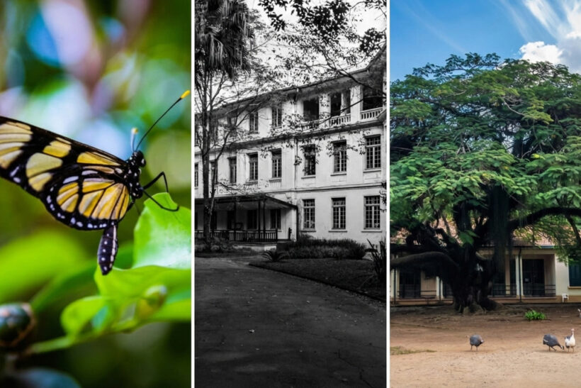 Colagem com borboleta em uma folha, fachada de prédio antigo em preto e branco e árvore frondosa com galinhas-d'angola