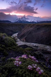 Monte Fitz Roy ao pôr do sol com um rio em um cânion e flores silvestres em primeiro plano